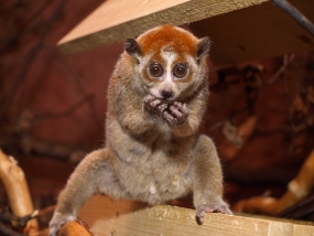 Zoo Děčín
